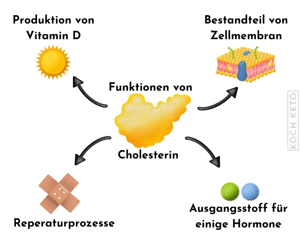 Cholesterin Funktionen Grafik Überarbeitet
